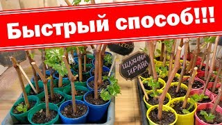 Супер быстрый способ укоренения черенков. Размножение винограда черенками в домашних условиях Супер быстрый способ укоренения черенков. Размножение винограда черенками в домашних условиях