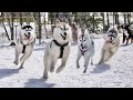 【旅】激似ハスキー4兄弟で別荘へ泊まったらそっくりで尊すぎました・・・【シベリアンハスキー】