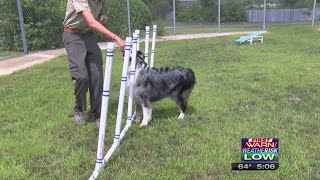 Local Eagle Scout gathers donations from community to build dog agility course for PAWS