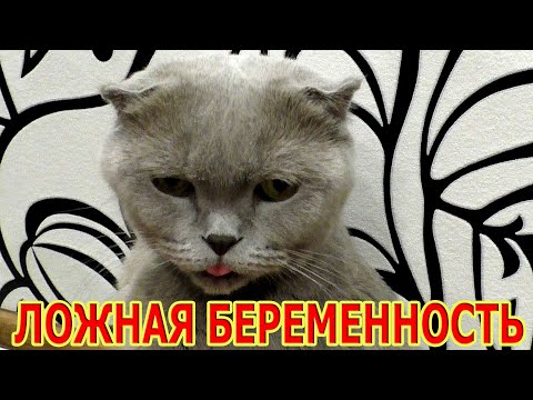 Видео: Выкидыш у кошек