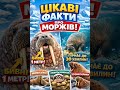Цікаві факти про Моржів