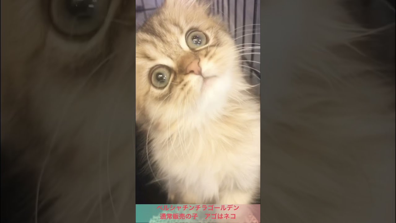 ペルシャチンチラゴールデン 通常販売の子ネコちゃん アゴはネコ Youtube