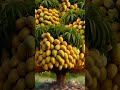 #beautiful#muhammadﷺ #fruit #naturelovers #allah #viarlshort #viralforyou