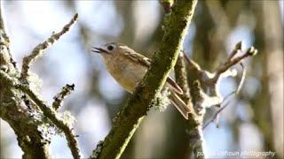 birds of swans park part 5