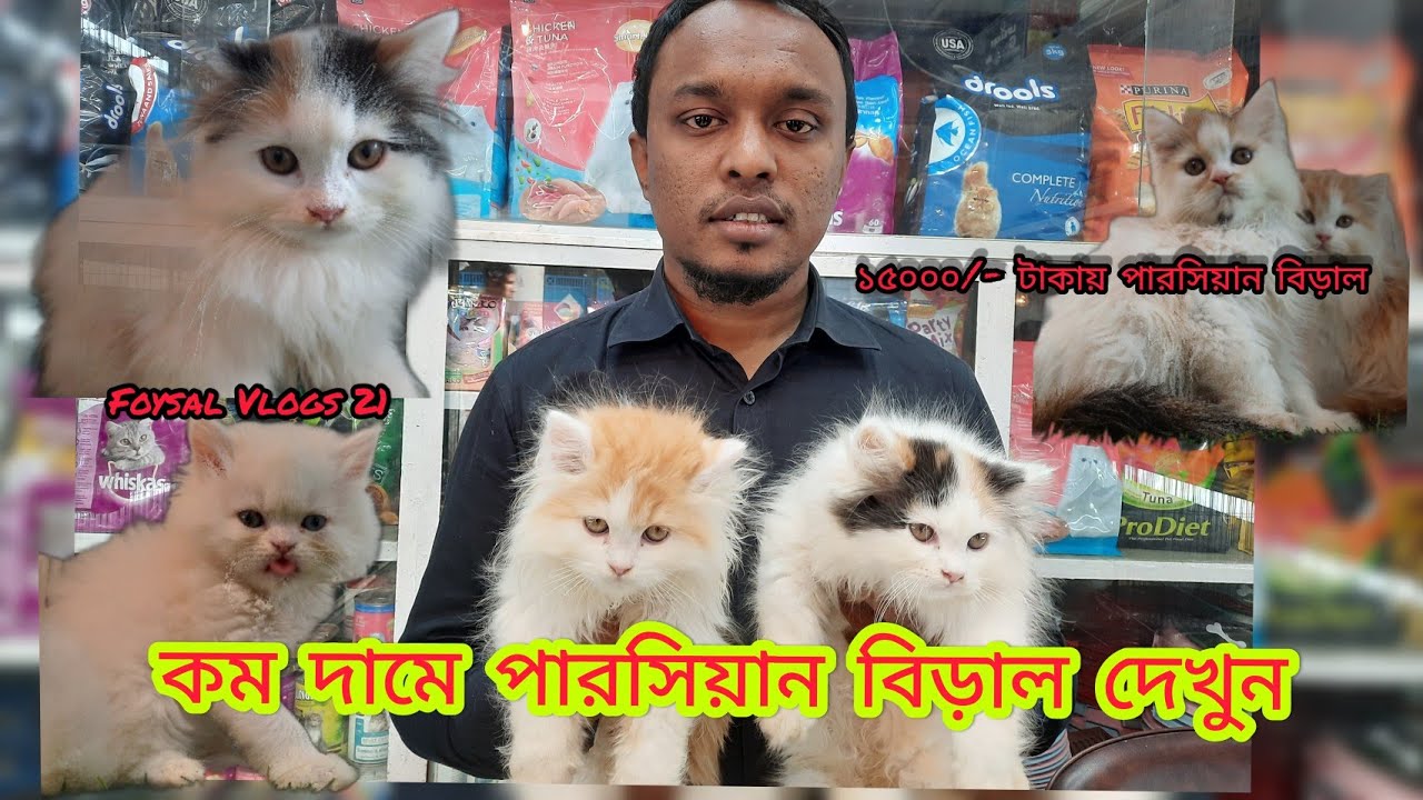 parshian cat price in katabon cat price Bangladesh katabon cat