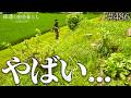 【草刈り】足の踏み場がないほどの土手の草を短時間でスッキリさせる! #486