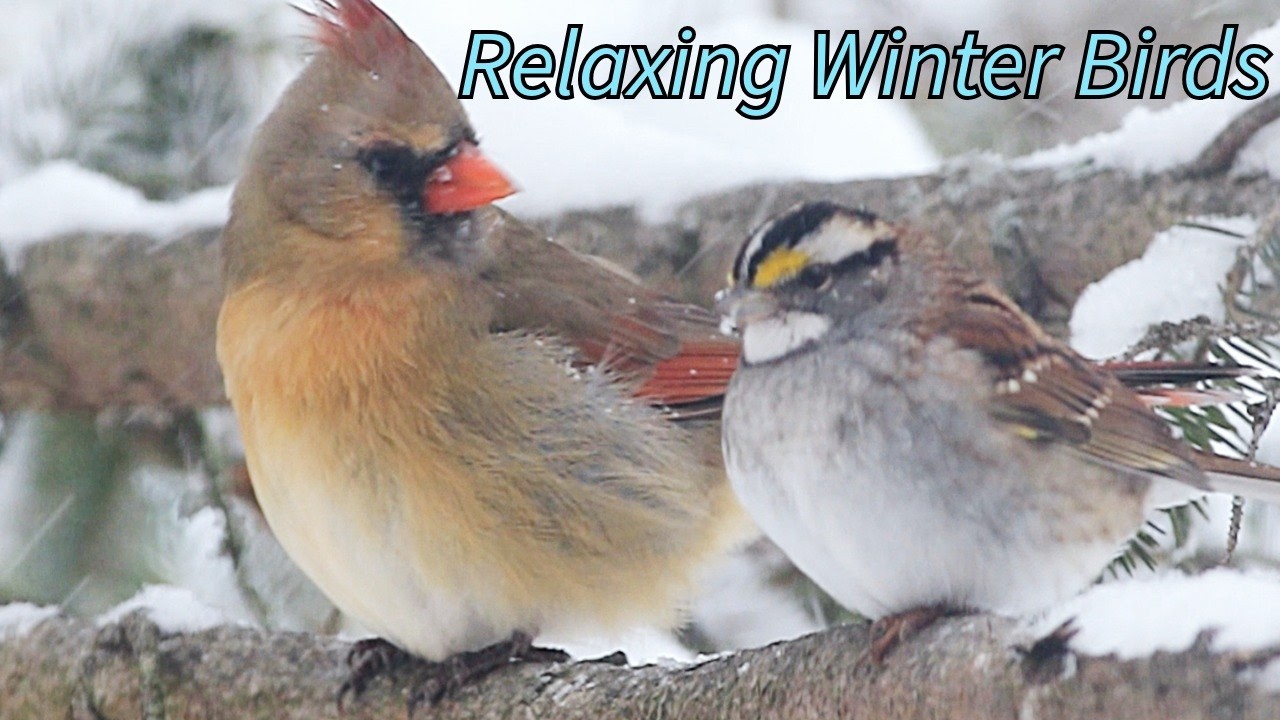 Photographing Birds in a Snowstorm (Relaxation) #birds #relaxation #wildlife