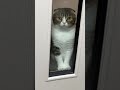 実は立てるし話せる猫#shorts