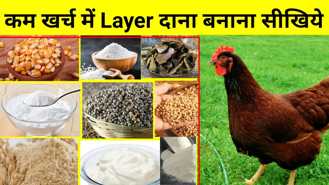 एकदम कम खर्च में Layer फीड बनाना सीखिये(Home feed for layer chicken)