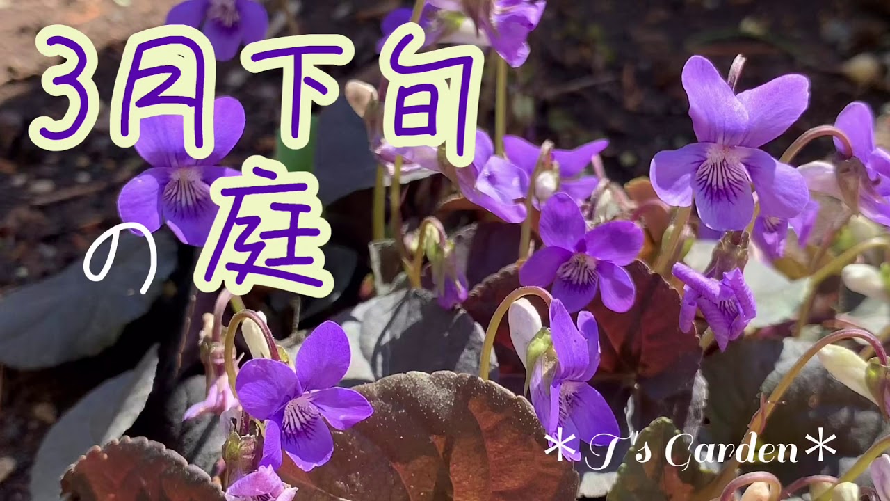 3月下旬の庭 ガーデニング 花いっぱいの庭づくり T S Garden 4k Youtube