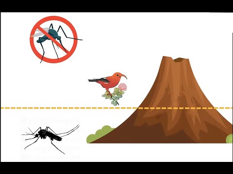 Video: Sind gelbe und olivgrüne Paviane die gleiche Spezies?