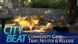 Keeping Our Feline Friends In Line: Managing The Community Cat Population