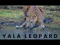 Yala national park sri lanka  saw a leopard drinking water