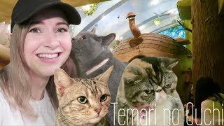 Tokyo's Forest Themed Cat Cafe | Temari no Ouchi