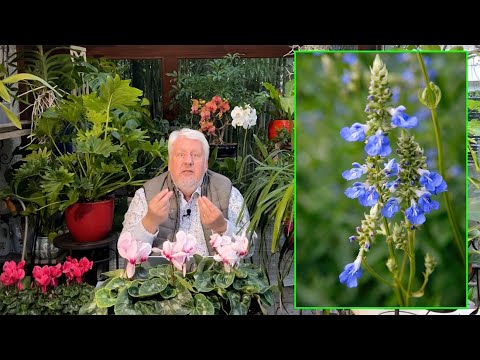 Vidéo: Qu'est-ce que la sauge d'automne – Apprenez à planter des fleurs de sauge d'automne