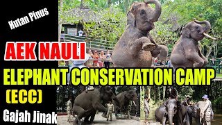 Download Lagu GAJAH JINAK DAN ATRAKTIF | ELEPHANT CONSERVATION CAMP | AEK NAULI MP3