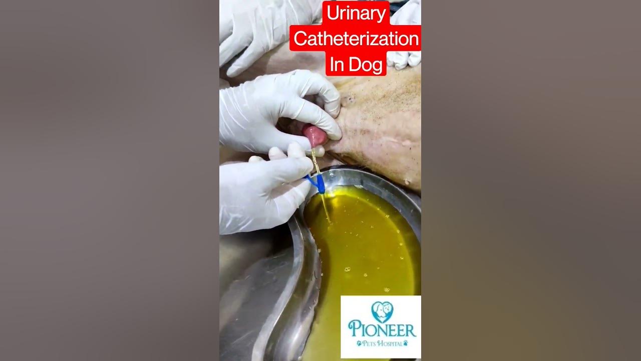 gabapentin urinary retention dogs