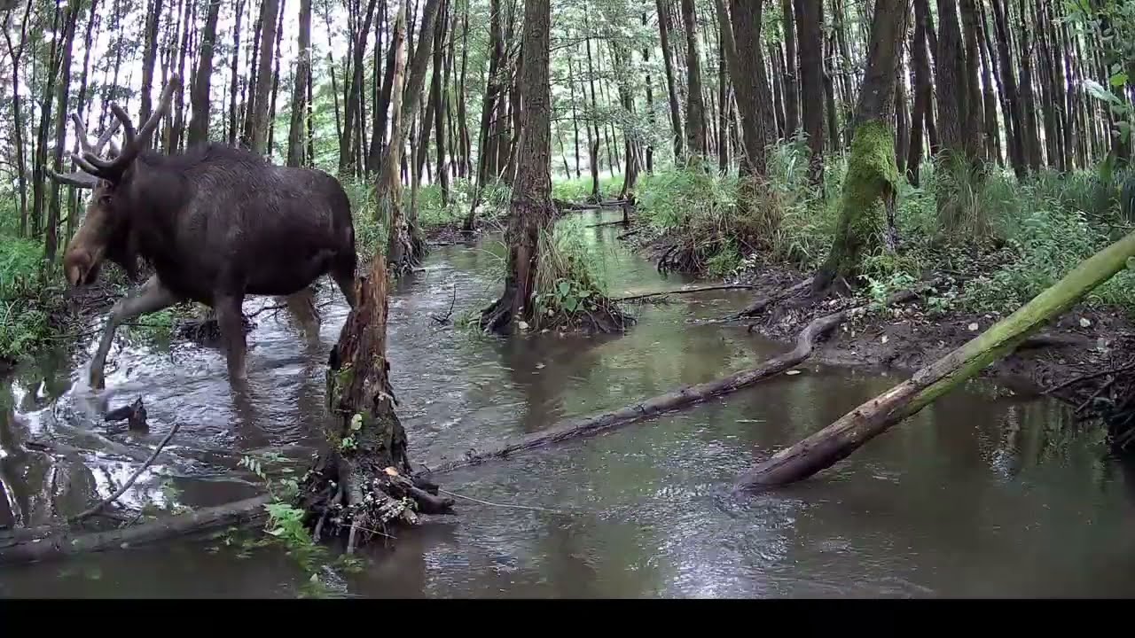 Migawki z lata  /  Snapshots of Summer