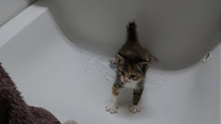 生後一か月の子猫、はじめてのお風呂！ by おまきねこ 6,848 views 1 month ago 3 minutes, 17 seconds