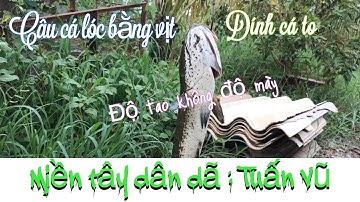 Câu cá lóc bằng vịt  dính được cá to rớt luôn máy quay...!!!