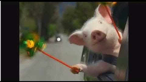 GEICO Commercial   Did the little piggy cry wee wee wee all the way home   YouTube