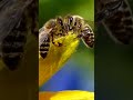Сура: Пчелы. Удивительная математика в Коране.