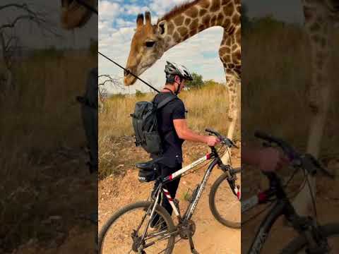 Man riding bike encounters a curios giraffe...