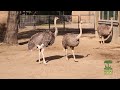 Ostriches