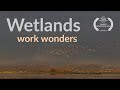 Wetlands work wonders