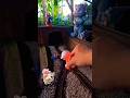Miniature Train Crash 💥 Hits Pony Horse | Cute Toy Train Short
