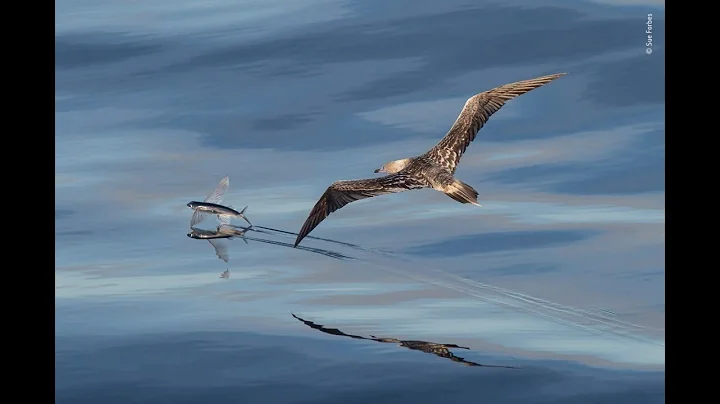 Award winning photographer Sue Forbes, discusses h...