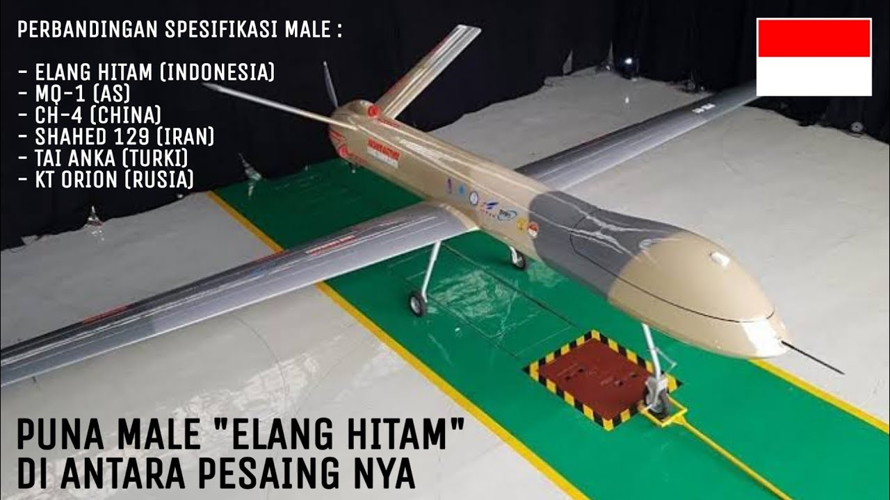 Perbandingan PUNA MALE Elang Hitam diantara Para Pesaingnya 