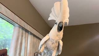 🤣🤣🤣 funny bird 😅😅😅 by Cockatoo Luck 768 views 1 month ago 6 minutes, 59 seconds
