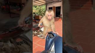 Buabu The Monkey Seems To Be Feeling Restless.