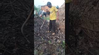 Milak Mein Sapne Mein Saamp Pakda Gaya Video