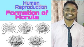 Human Reproduction Formation of Morula