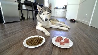 My husky gohan chooses raw meat or kibble food.. are you surprised?
gohan’s merch: https://teespring.com/stores/gohan-the-husky
things/items i use for gohan:...