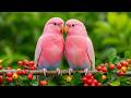 Peaceful Birds Singing 🐦 Stress Relief, Meditation & Calm Mind Nature Sounds