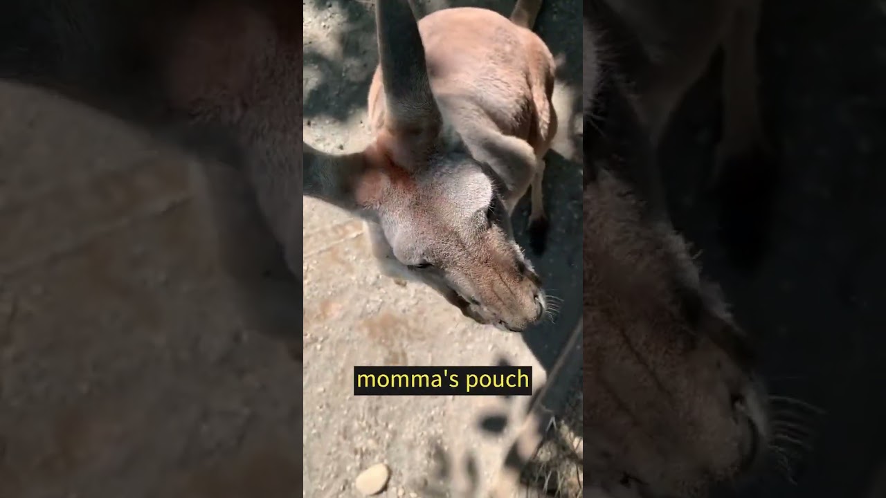 How Kangaroos REPRODUCE ?🦘 Kangaroo Facts 