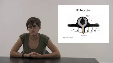 Insect Sensors Bioinspiration Lesson