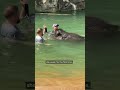 A day with Linh Mai, the National Zoo's baby elephant