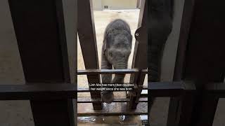 A day with Linh Mai, the National Zoos baby elephant