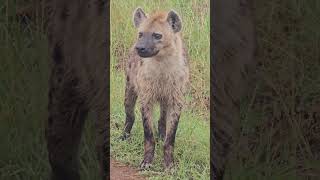Friendly Hyena 😎😎 #Wildlife #Safari @robtheranger