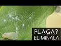 ELIMINA EN UN DÍA LA MOSCA BLANCA||100% ECOLÓGICO