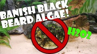 H2O2 / Hydrogen Peroxide for algae control in the Aquarium