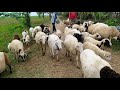 Suara kambing binatang ternak sibellanin kuzulari