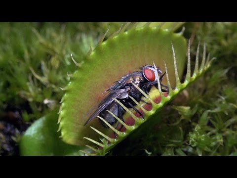 فيديو: بن رافائيل: تعليم الحشرات للمشي افتراضيًا
