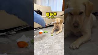 【旺仔很忙🐶Wangzai is busy】这狗子没有一个动作是多余的Every move of this dog is purposeful. image