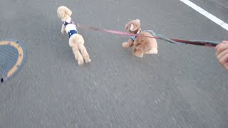 【サプライズ】仕事帰りのパパさんを愛犬とお迎え凸したら凄い勢いだった！【トイプードル】