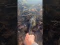 Satisfying largemouth bass release. #nature #satisfying #fishing #fyp #bass